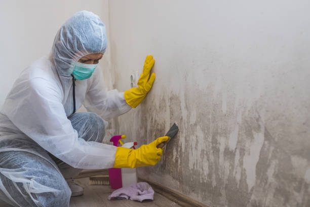Best White Mold Remediation in Terra Alta, WV