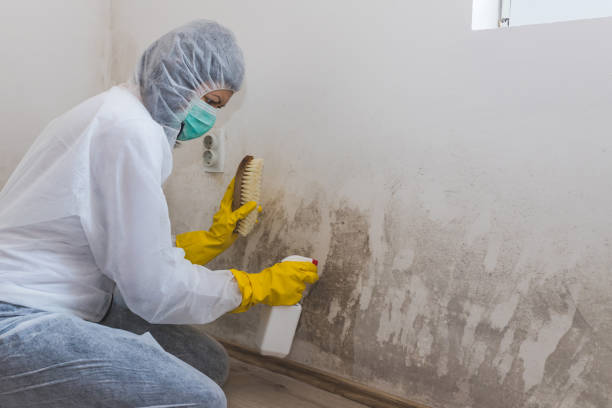 Best Basement Mold Remediation in Terra Alta, WV