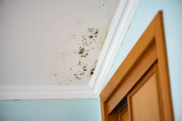Best DIY Mold Remediation Support Services in Terra Alta, WV