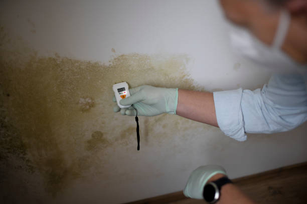 Best HVAC Mold Remediation in Terra Alta, WV