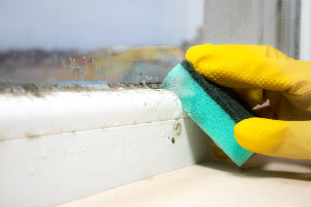 Best Industrial Mold Remediation in Terra Alta, WV