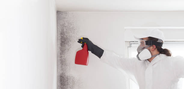 Best White Mold Remediation in Terra Alta, WV