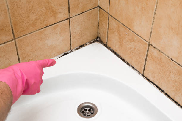 Best Black Mold Remediation in Terra Alta, WV